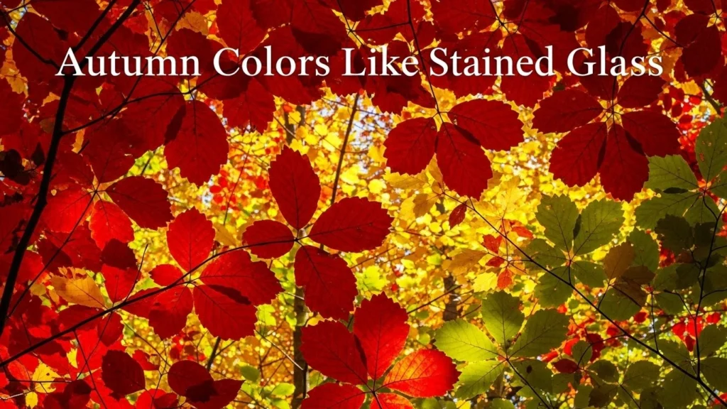 Autumn Colors Like Stained Glass