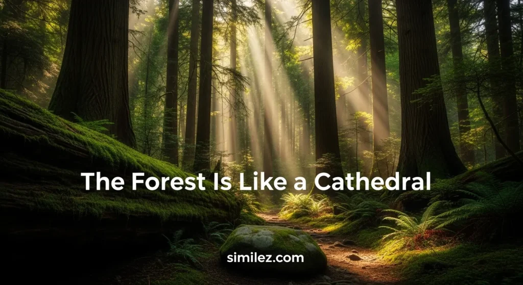 The Forest Is Like a Cathedral