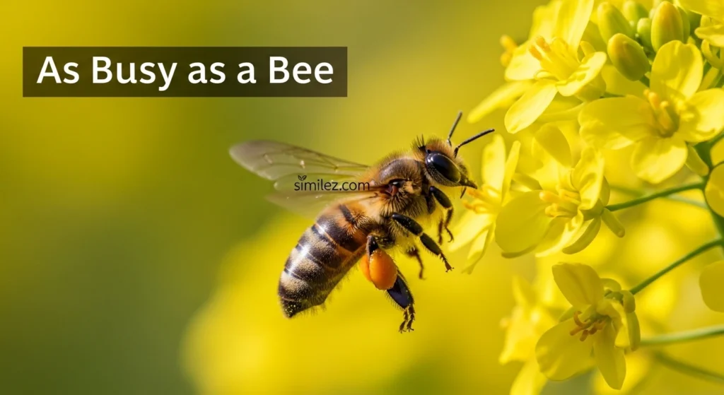 As Busy as a Bee