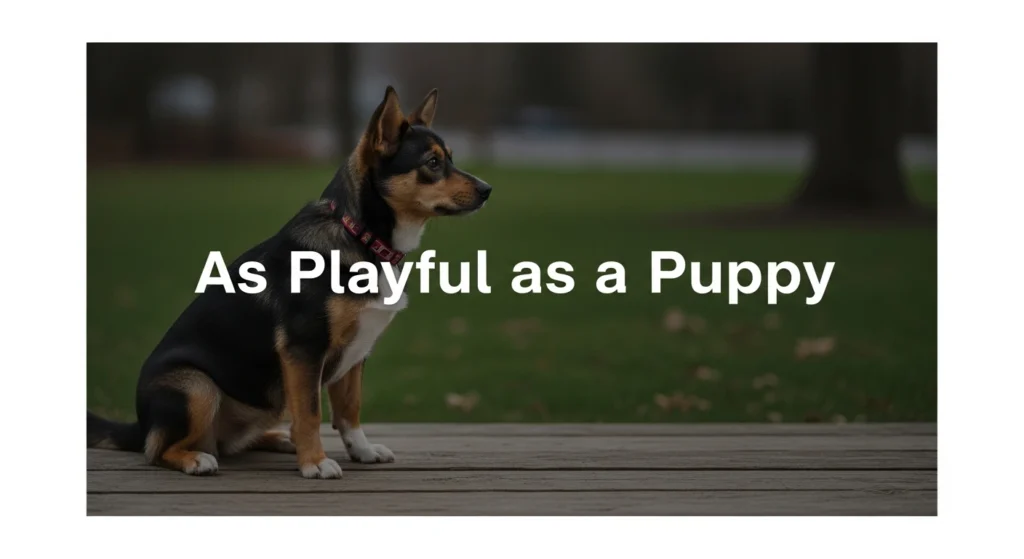 As Playful as a Puppy