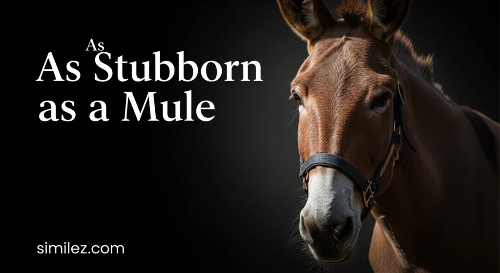 As Stubborn as a Mule