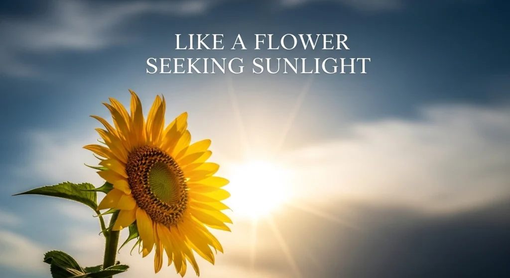 Like a Flower Seeking Sunlight